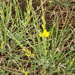 Genista ephedroides Bark