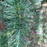 Larix laricina List