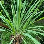 Cymbopogon nardus Leaf