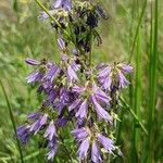 Campanula bononiensis Vili