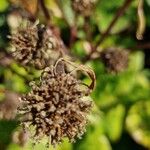 Ligularia dentata Fruit