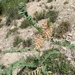 Astragalus alopecurus 果実
