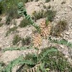 Astragalus alopecurus Frucht