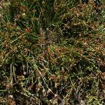 Juncus bulbosus Fruit