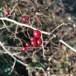 Crataegus laciniata Frucht