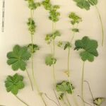 Alchemilla fissa Övriga