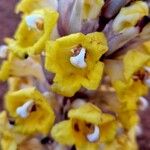 Cistanche phelypaea Flower