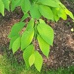 Fagus japonica পাতা