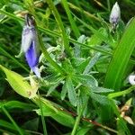 Viola lutea Leaf