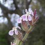Silene gallica Blüte