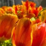 Tulipa raddii Fleur