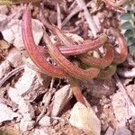 Astragalus monspessulanus Vrucht