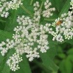 Eupatorium perfoliatumFleur