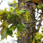 Acer pictum Blomst