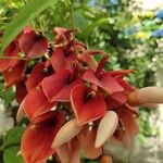 Erythrina crista-galli Bloem