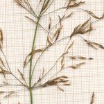 Agrostis gigantea Flor