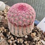 Echinocereus rigidissimusLiść