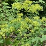 Patrinia scabiosifolia Květ