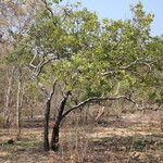 Diospyros batocana Habit