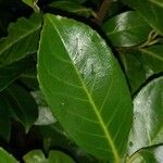 Prunus laurocerasus Liść
