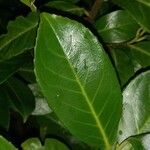 Prunus laurocerasus List