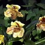 Paphiopedilum spp. Квітка
