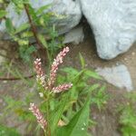 Persicaria maculosa Blüte