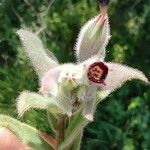 Nonea vesicaria Flor