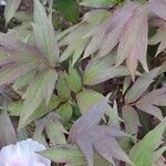 Paeonia × suffruticosa Φύλλο