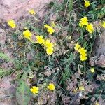 Helianthemum italicum Celota