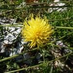 Centaurea orientalis Kwiat