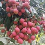 Litchi chinensis ഫലം