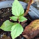 Ageratina adenophora Лист