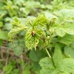 Rubus idaeus Leaf