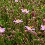 Spergularia rupicola Flower