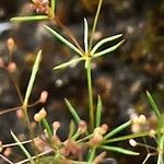 Galium setaceum पत्ता