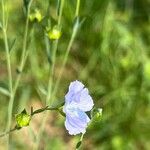 Linum usitatissimumBlüte