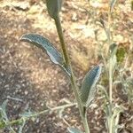 Corethrogyne filaginifolia Frunză