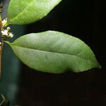 Symplocos cochinchinensis Leaf