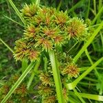 Cyperus eragrostis Плід