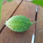 Momordica charantia Frucht