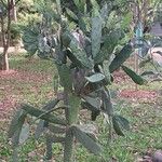 Opuntia cochenillifera List