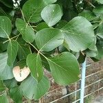 Cordia myxa Leaf