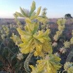 Astragalus alopecuroides Kvet