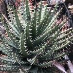 Aloe melanacantha পাতা