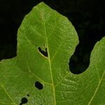 Croton smithianus Leaf