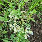 Astragalus hamosus Цветок