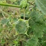 Abutilon grandiflorum Gyümölcs