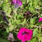 Petunia integrifolia Fulla