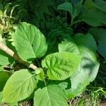 Hydrangea arborescensLevél